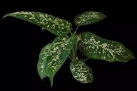 dieffenbachia