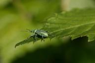 Weevil