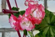 geranium