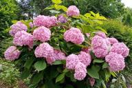 hortensia