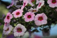 Calibrachoa