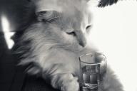 Cat with a glass