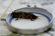 Mole cricket