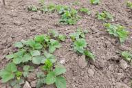 Fraises dans le jardin