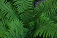 Fern