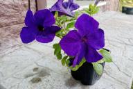 petunias