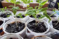 Plants de tomates