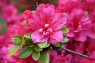 Rhododendron