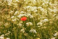 Cumin and poppy seeds