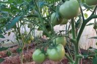 tomates