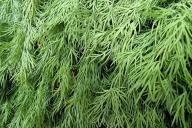 Dill