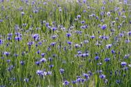 cornflowers