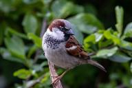 sparrow