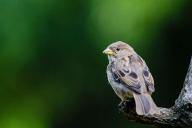 moineau