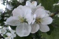 Pommier en fleurs