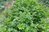 Verdes en el jardín