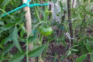 Tomates