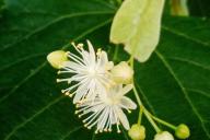 Linden Flower