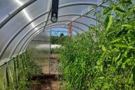 Greenhouse, vegetables