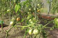 Tomates