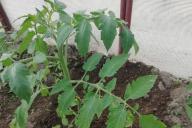 Tomatoes Greenhouse