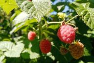 Framboise