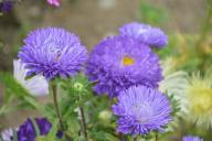 Asters