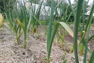 Garlic, vegetable garden