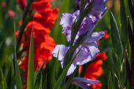 Gladioli