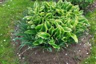 hosta