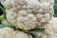 Cauliflower