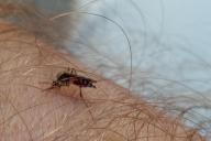 Mosquito on the body