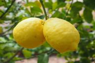 Lemons