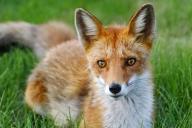 Renard