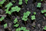 Microgreens