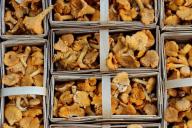 chanterelles