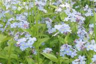 Les myosotis