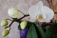 Blumen, Orchidee