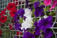 Petunias