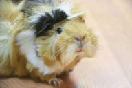 Guinea pig