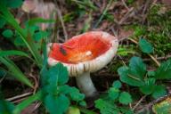 Russula