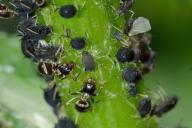 aphid