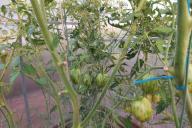 Tomates