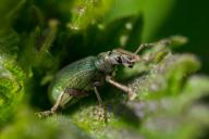 weevil