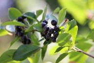 Aronia