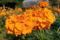 marigold