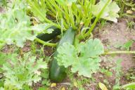 Courgettes