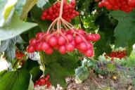 Viburnum