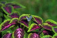 Coleus