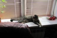 Cat on the windowsill